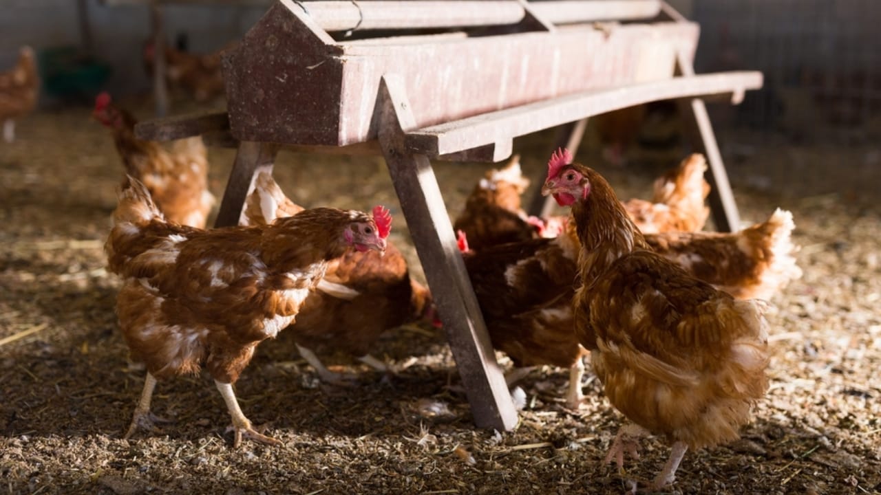 15 Common Mistakes to Avoid When Raising Backyard Chickens 2 15 Common Mistakes to Avoid When Raising Backyard Chickens - crowded chicken ss2075409700