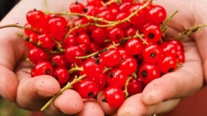 Rose Hips: A Natural Remedy & Delicious Ingredient 1 Rose Hips: A Natural Remedy & Delicious Ingredient - currants dp8130259