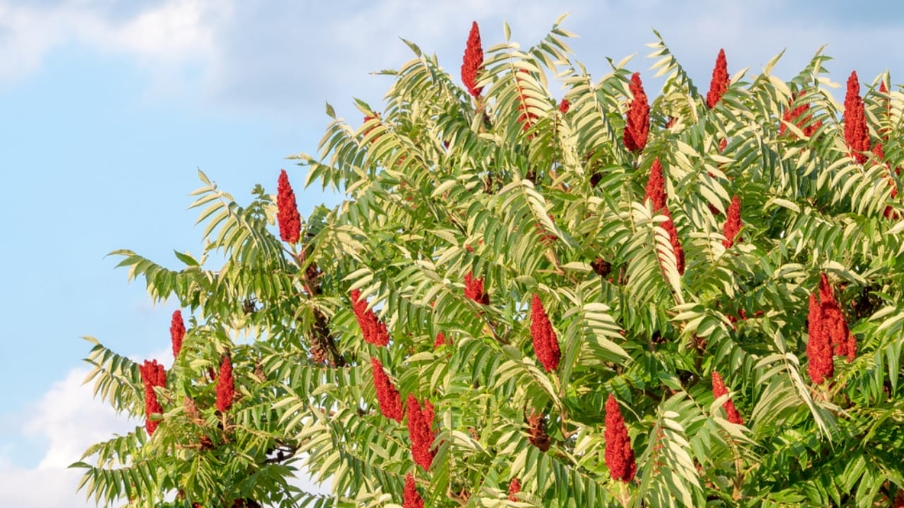 12 Bushes That Bring Brilliant Fall Colors to Your Landscape 5 12 Bushes That Bring Brilliant Fall Colors to Your Landscape - cut leaf staghorn ss1133870702