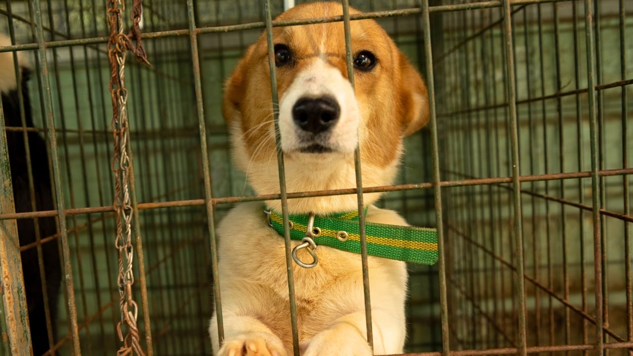 South Korea Votes to End Dog Meat Industry by 2027 with 500,000 Dogs for Rehoming 2 South Korea Votes to End Dog Meat Industry by 2027 with 500,000 Dogs for Rehoming - cute stray dog inside a cage in a shelter ss1831562032