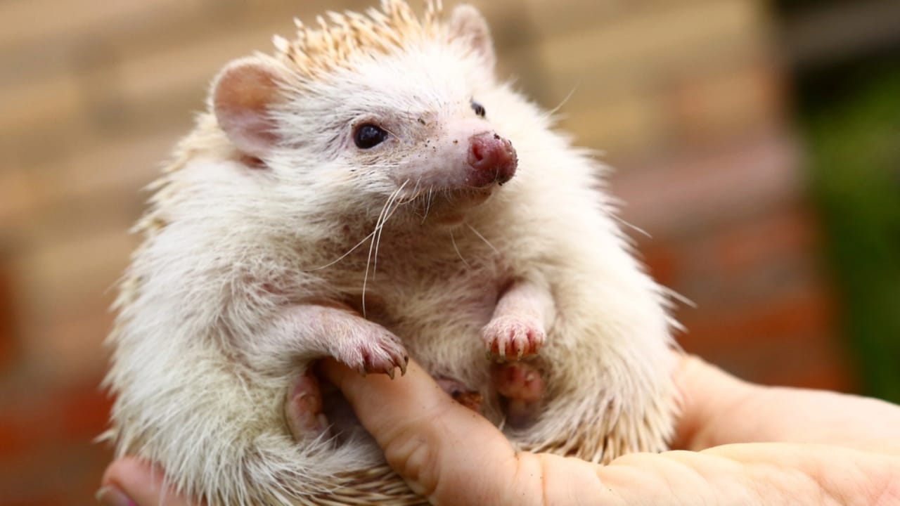 15 Hedgehog Facts That Prove They’re More Than Just Adorable Little Spikes 13 15 Hedgehog Facts That Prove They’re More Than Just Adorable Little Spikes - cute hedgehog dp124475926