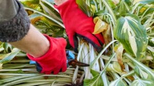 Why Fall Is Prime Time to Cut Hostas & Keep Pests Out 1 Why Fall Is Prime Time to Cut Hostas & Keep Pests Out - cutting hostas ss2211479203