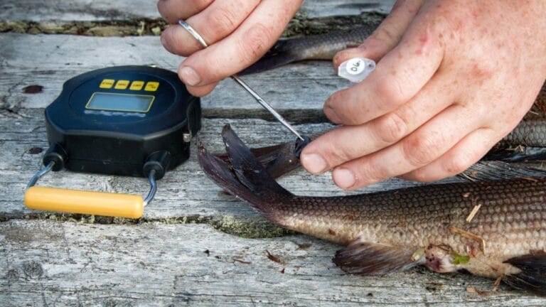 Tilapia & Heavy Metals: The Hidden Contaminants on Your Plate 1 Tilapia & Heavy Metals: The Hidden Contaminants on Your Plate - cutting tilapia ss1367460062