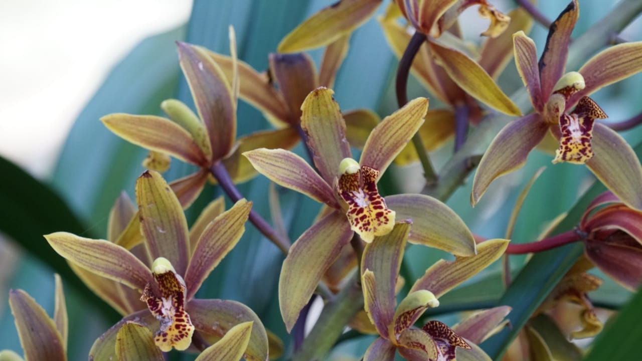 Watch These 13 Flowers Change Colors as the Season Changes 13 Watch These 13 Flowers Change Colors as the Season Changes - cymbidium floribundum ss1218145351