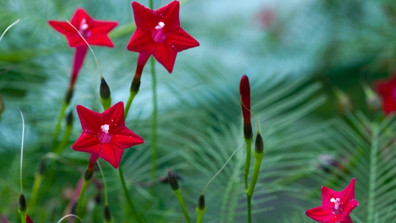 20 Best Vines for Containers That Are Easy to Grow 18 20 Best Vines for Containers That Are Easy to Grow - cypress vine dp223851054