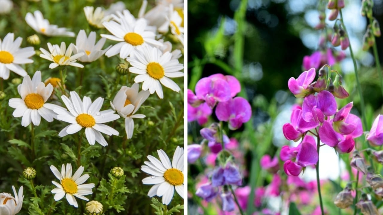 From January to December: The Meaning of Your Birth Flowers - daisies and sweet peas ss25030336592492307921