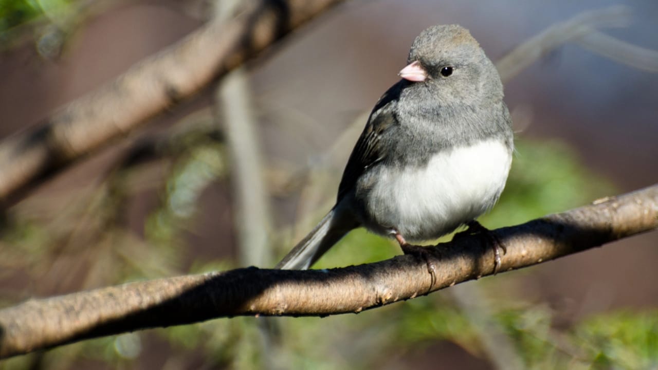 10 Bird Species You're Most Likely to Spot in North America 9 10 Bird Species You're Most Likely to Spot in North America - dark eyed junco dp37139327