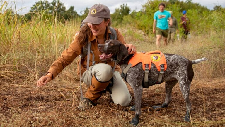 Meet America’s First Bumblebee Conservation Dog, Saving Bees Nationwide 9 Meet America’s First Bumblebee Conservation Dog, Saving Bees Nationwide - darwin bee dog tpwf.org