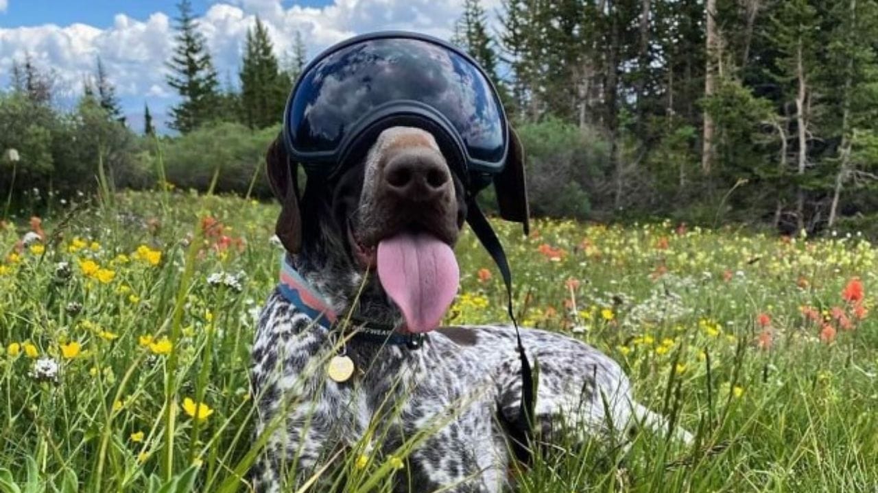 Meet America’s First Bumblebee Conservation Dog, Saving Bees Nationwide 4 Meet America’s First Bumblebee Conservation Dog, Saving Bees Nationwide - darwin the bee dog