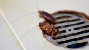 5 Pests Likely to Invade Your Drains This Fall (and How to Stop Them) 1 5 Pests Likely to Invade Your Drains This Fall (and How to Stop Them) - dead cockroach ss1691883370