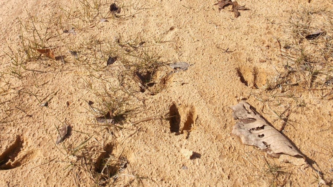 20 Skills Everyone Should Master in Uncertain Times 5 20 Skills Everyone Should Master in Uncertain Times - deer foot print ss2423197747