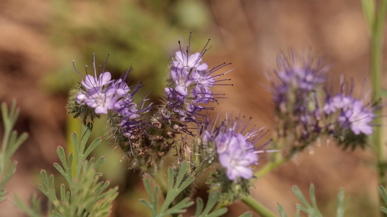 15 Hardy Plants That Thrive in Dry, Desert Landscapes 7 15 Hardy Plants That Thrive in Dry, Desert Landscapes - desert sage ss666380836
