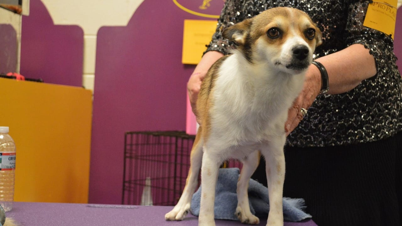 The World's Most Unique Dog: 8 Lundehund Facts 4 The World's Most Unique Dog: 8 Lundehund Facts - distemper norweigan lundehund wc