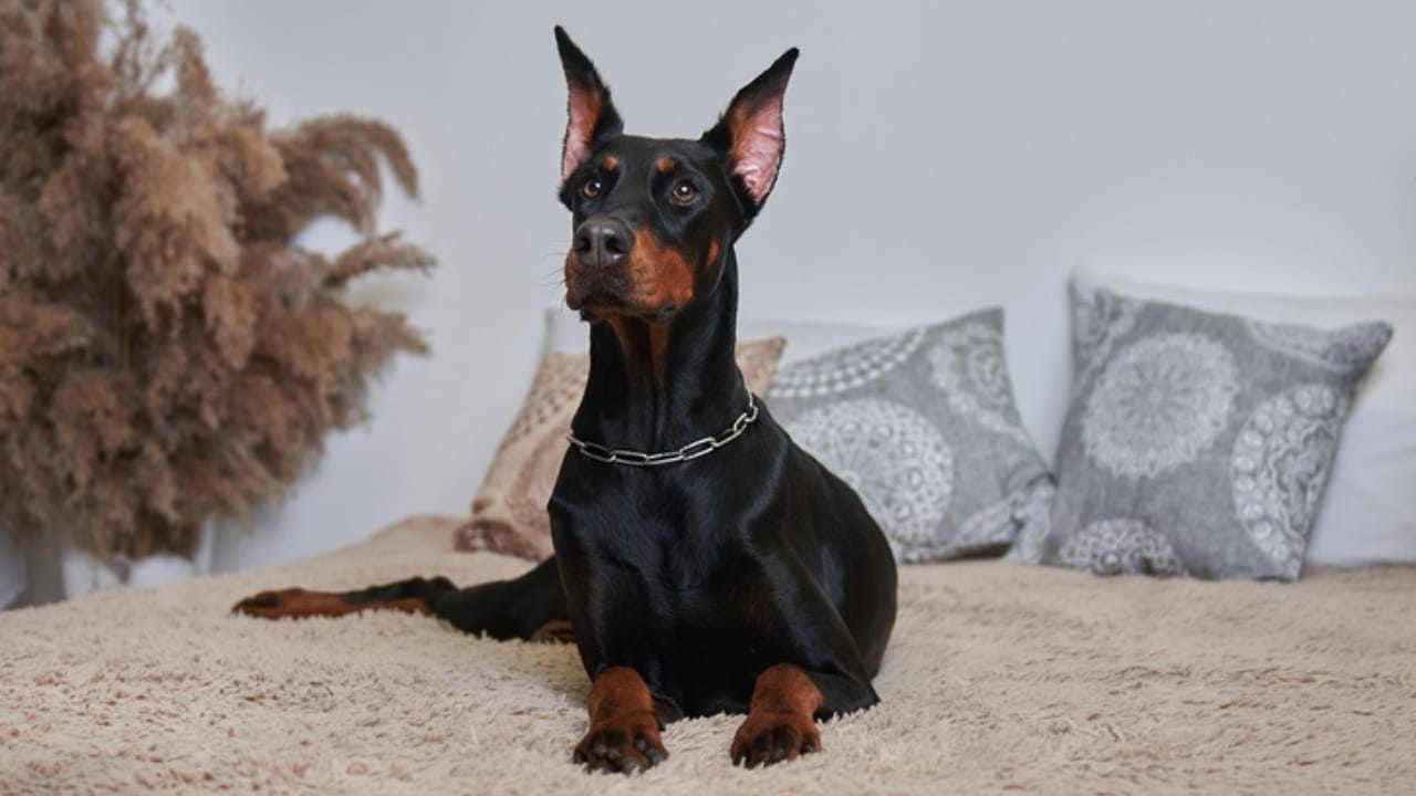 18 Breeds That Love to Take Over Your Bed Every Night - doberman in bed ss2108992589