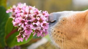 Create a Sensory Garden for Your Dog: Enriching Their Senses & Well-being 1 Create a Sensory Garden for Your Dog: Enriching Their Senses & Well-being - dog nose smelling flower ss2401080215 degm