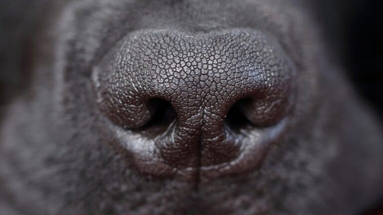 Canine Nosework: The Perfect Combo of Fun & Focus for Your Dog 3 Canine Nosework: The Perfect Combo of Fun & Focus for Your Dog - dog nose ss358158158