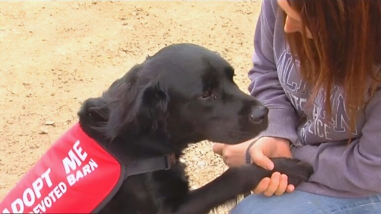 Resilient Dog Shot by Former Owner Seeks Compassionate Forever Home 10 Resilient Dog Shot by Former Owner Seeks Compassionate Forever Home - dog shot 1