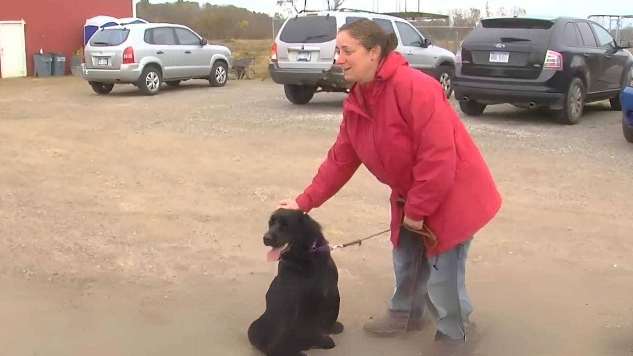 Resilient Dog Shot by Former Owner Seeks Compassionate Forever Home 6 Resilient Dog Shot by Former Owner Seeks Compassionate Forever Home - dog shot 4