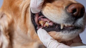 New Tool Helps Pet Owners Predict Their Dog's Remaining Time 1 New Tool Helps Pet Owners Predict Their Dog's Remaining Time - dog teeth ss1397197874