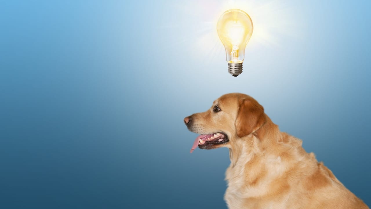 Talking to Your Dog... The Key Might Be in Your Delivery - dog brain ss1972426223