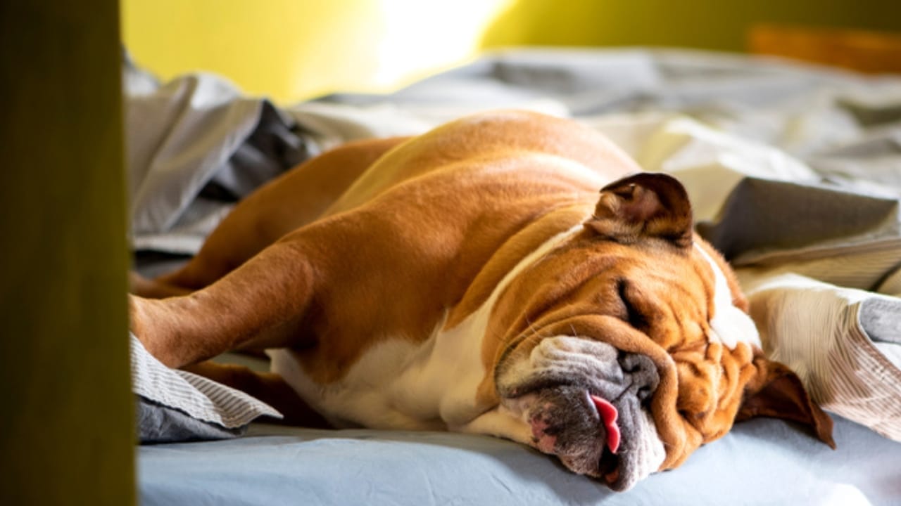 25 Sayings About Old Dogs That’ll Warm Your Heart 24 25 Sayings About Old Dogs That’ll Warm Your Heart - dog bulldog sleeping ss1512926903