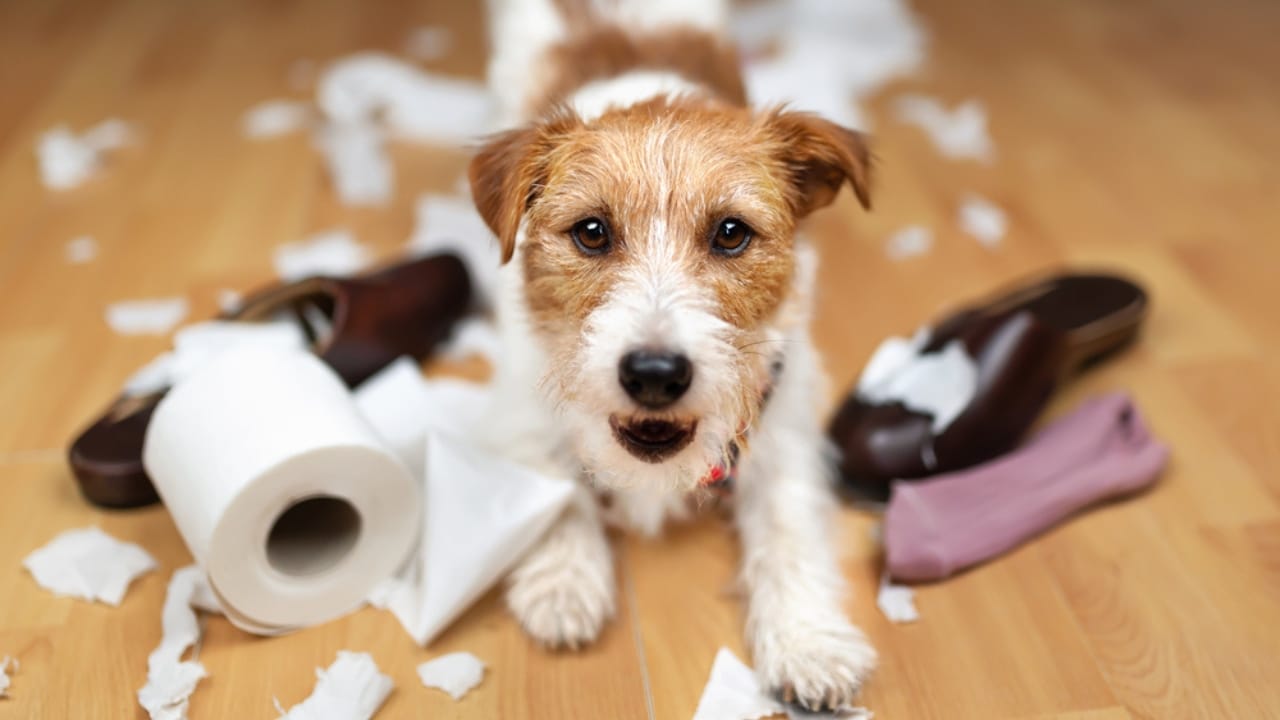 16 Red Flags That Show Your Dog Is Battling Anxiety & How to Help 3 16 Red Flags That Show Your Dog Is Battling Anxiety & How to Help - dog chewing shoes dp619950070