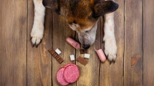 20 Regular Foods That Can Turn Deadly for Your Dog 1 20 Regular Foods That Can Turn Deadly for Your Dog - dog eating sausages chocolates dp181876996