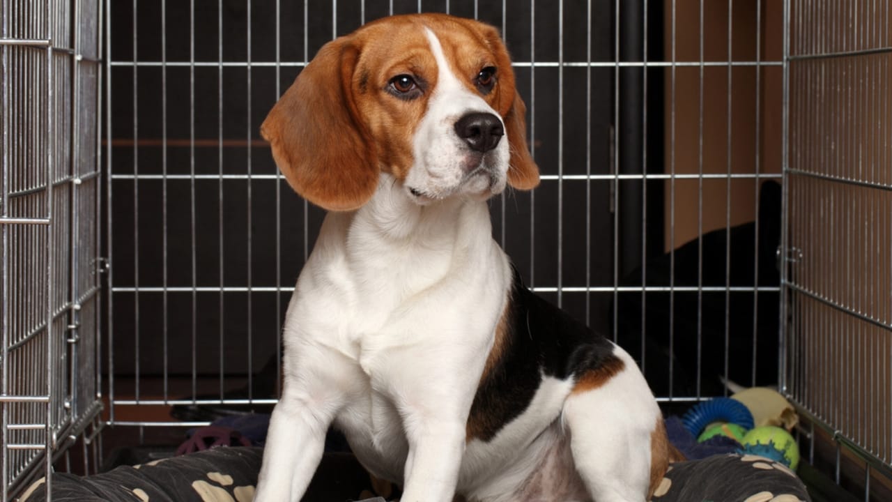 The Right Way to Crate Your Dog: Dos, Don’ts & Time Limits 3 The Right Way to Crate Your Dog: Dos, Don’ts & Time Limits - dog in crate dp9822451