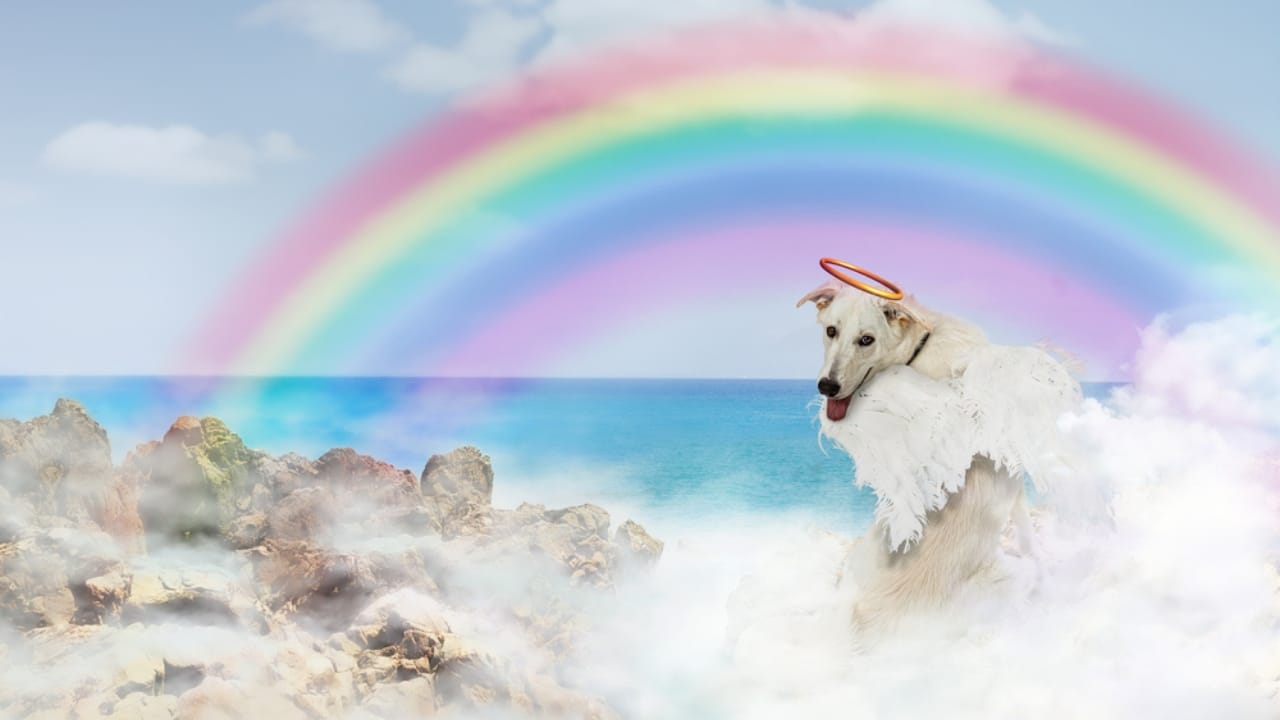 Where Do Dogs Go After They Die? Grief, Healing & Beliefs That Help 4 Where Do Dogs Go After They Die? Grief, Healing & Beliefs That Help - dog in rainbow dp347229888