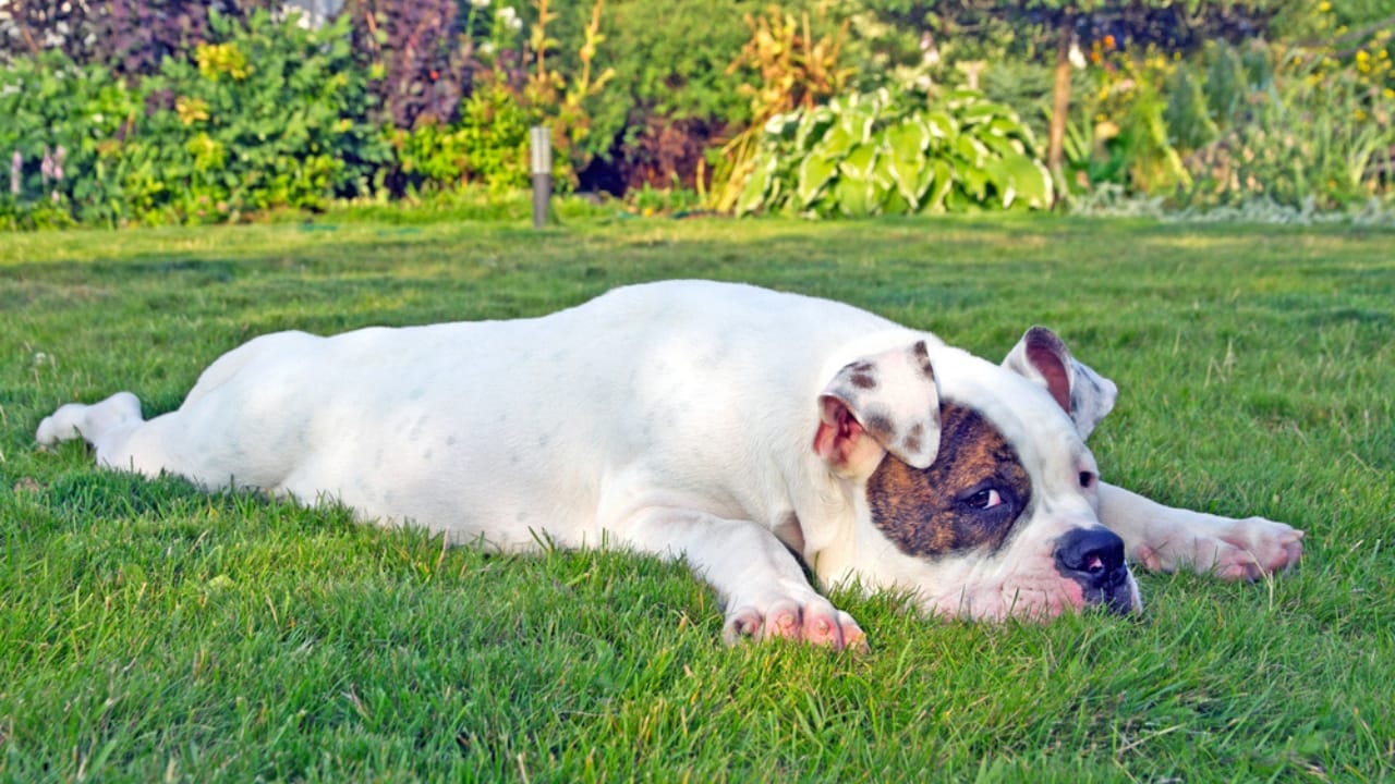 DIY Weed Killer That’s Safe for Pets: Easy Recipe 8 DIY Weed Killer That’s Safe for Pets: Easy Recipe -