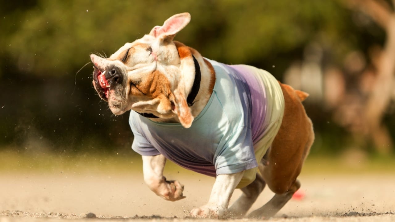 16 Red Flags That Show Your Dog Is Battling Anxiety & How to Help 11 16 Red Flags That Show Your Dog Is Battling Anxiety & How to Help - dog shaking dp376317962