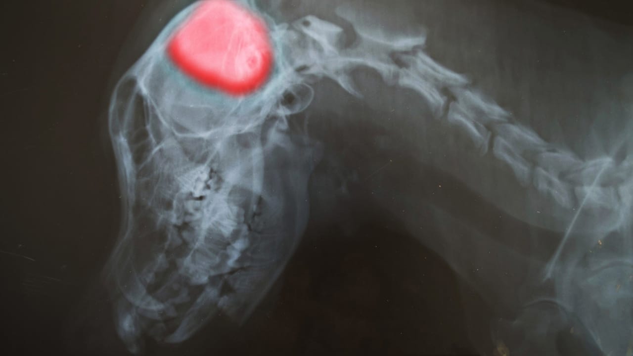 Talking to Your Dog... The Key Might Be in Your Delivery 3 Talking to Your Dog... The Key Might Be in Your Delivery - dog skull ss297151040