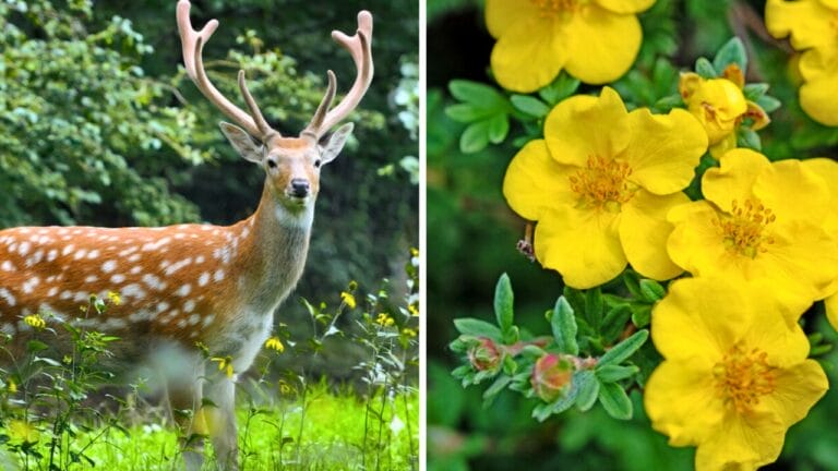 The Flowering Shrub That Adds Color All Season —and Deer Stay Away 4 The Flowering Shrub That Adds Color All Season —and Deer Stay Away - dp403987024 ss224632780