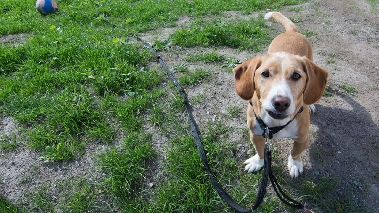 13 Short-Legged Dog Breeds Perfect for All-Day Snuggles 13 13 Short-Legged Dog Breeds Perfect for All-Day Snuggles - drever ss477090163