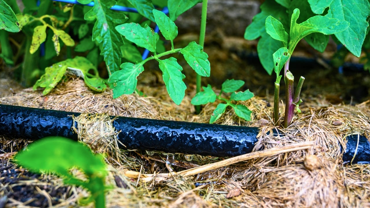 10 Strategies for Building a Water-Saving Drought-Proof Garden 4 10 Strategies for Building a Water-Saving Drought-Proof Garden - drip irrigation garden ss1497066623 degm