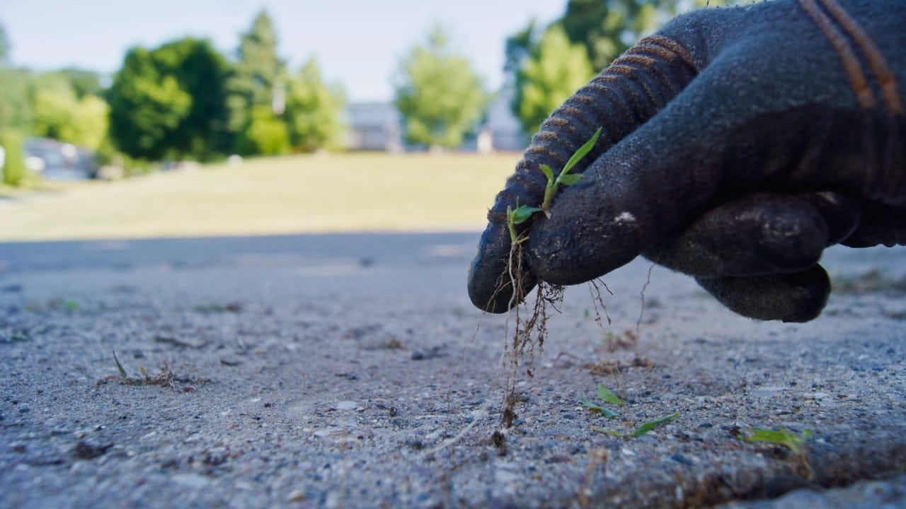DIY Weed Killer That’s Safe for Pets: Easy Recipe - driveway weeds ss1701892519