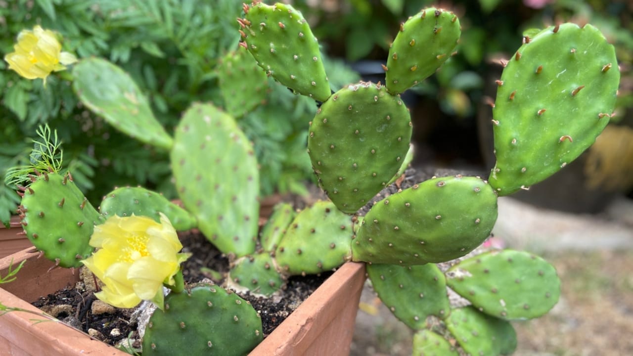 15 Succulents That Keep Weeds at Bay in Even the Driest Gardens 11 15 Succulents That Keep Weeds at Bay in Even the Driest Gardens - eastern prickly pear ss1769514596