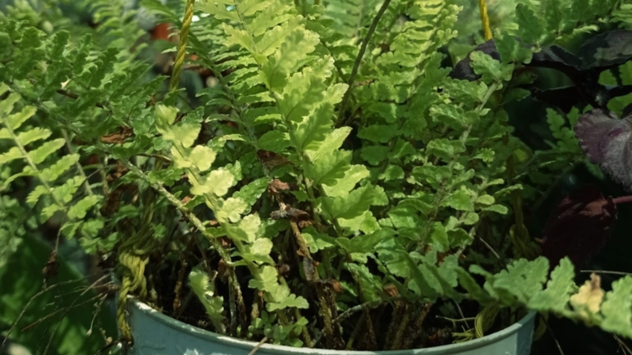 Achieve a Weed-Free Garden with These 15 Perennial Ferns 11 Achieve a Weed-Free Garden with These 15 Perennial Ferns - ebony spleenwort ss2359093143