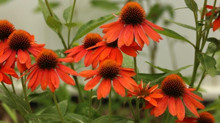 The Native Medicinal Flower That Should Be in Every Garden 7 The Native Medicinal Flower That Should Be in Every Garden - echinacea ss2510618561