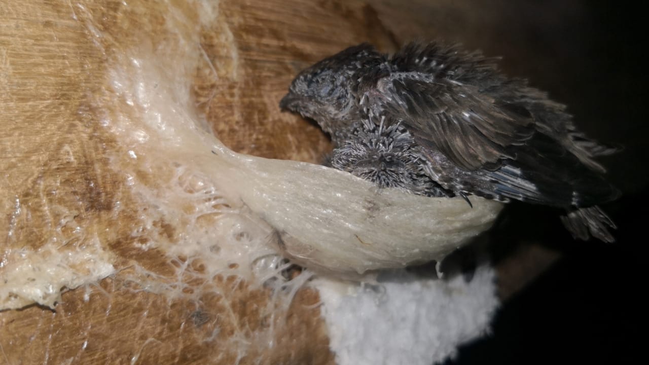 10 Nest Builders That Aren’t Birds —Meet Nature’s Unexpected Architects 8 10 Nest Builders That Aren’t Birds —Meet Nature’s Unexpected Architects - edible nest swiftlets ss1676128708