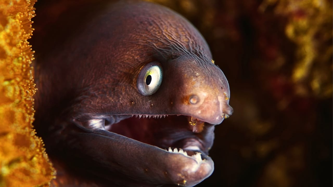 19 Terrifying Creatures That Could Give You Nightmares 19 19 Terrifying Creatures That Could Give You Nightmares - electric eel ss2372677641