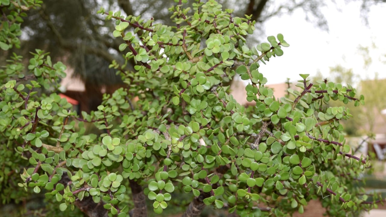 15 Succulents That Keep Weeds at Bay in Even the Driest Gardens 14 15 Succulents That Keep Weeds at Bay in Even the Driest Gardens - elephants food plant ss1310544893