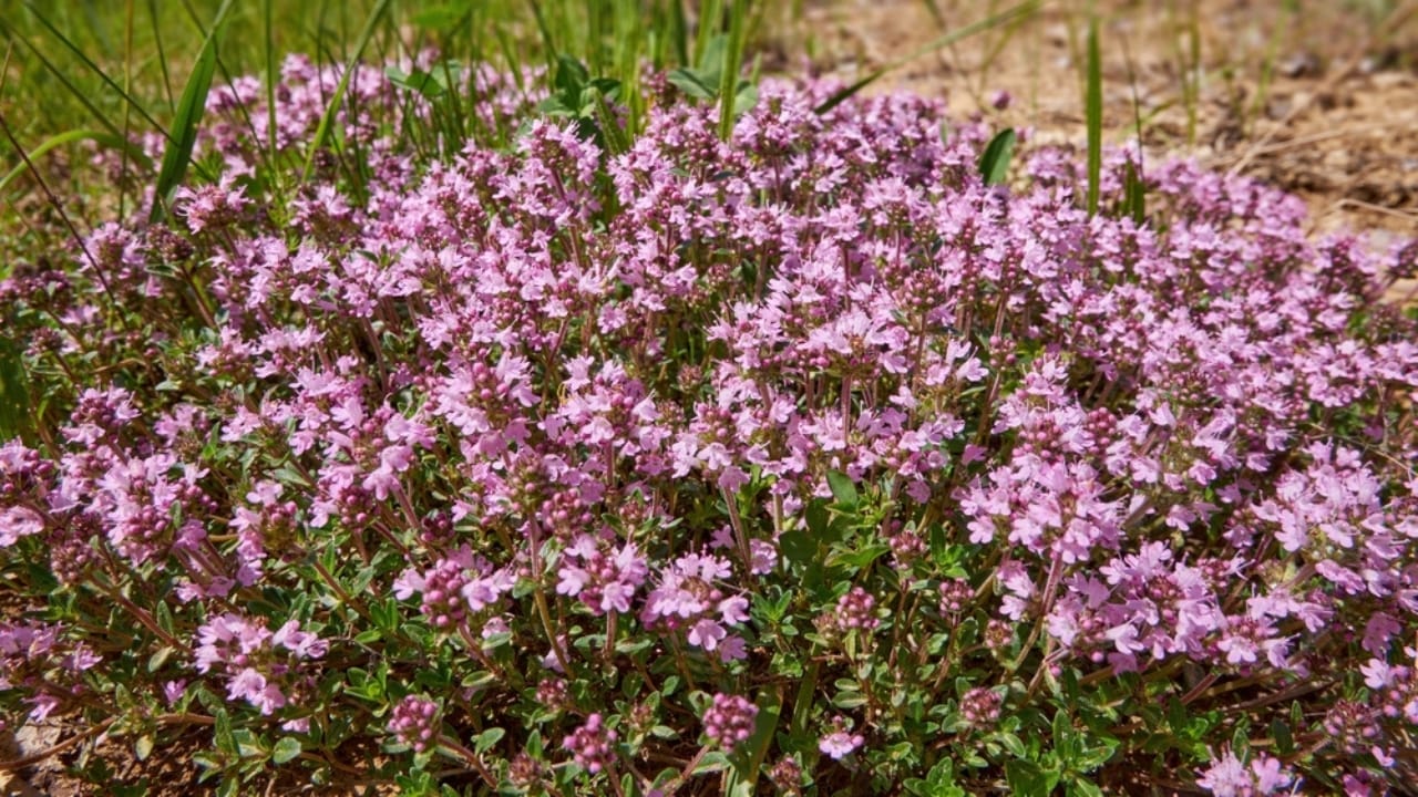 Say Goodbye to Weeds with These 15 Creeping Garden Path Plants 7 Say Goodbye to Weeds with These 15 Creeping Garden Path Plants - elfin thyme ss2299949929