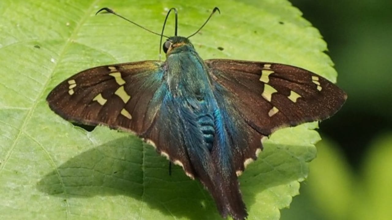 13 of the World’s Rarest Butterflies You’ll Be Lucky to See Even Once 13 13 of the World’s Rarest Butterflies You’ll Be Lucky to See Even Once - emerald aguna wc