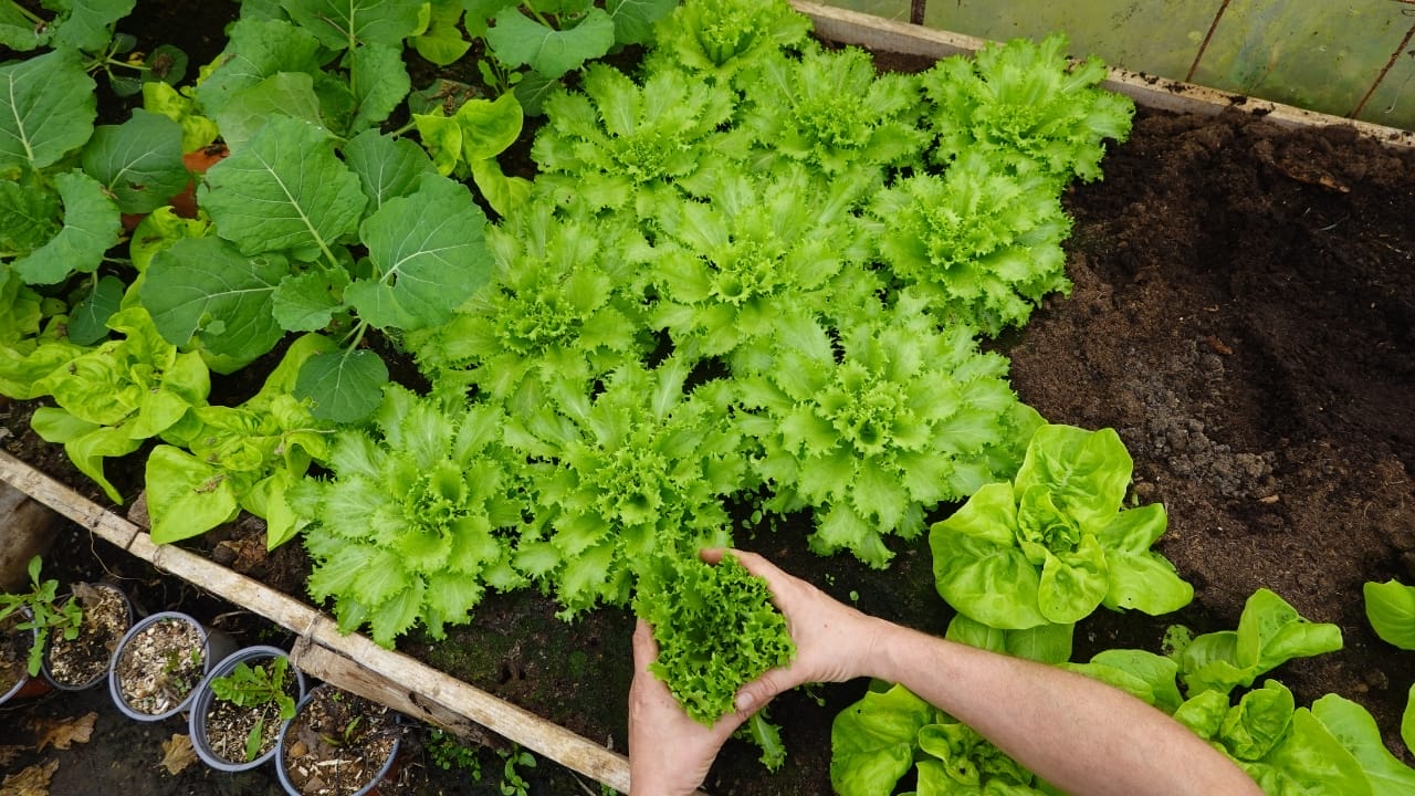 20 cut and come again vegetables that feel like free food forever 17 20 cut and come again vegetables that feel like free food forever - endive growing garden ss2432892445