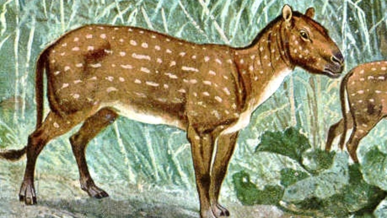 15 Wild Horse Facts Straight from History’s Pages 8 15 Wild Horse Facts Straight from History’s Pages - eohippus wc