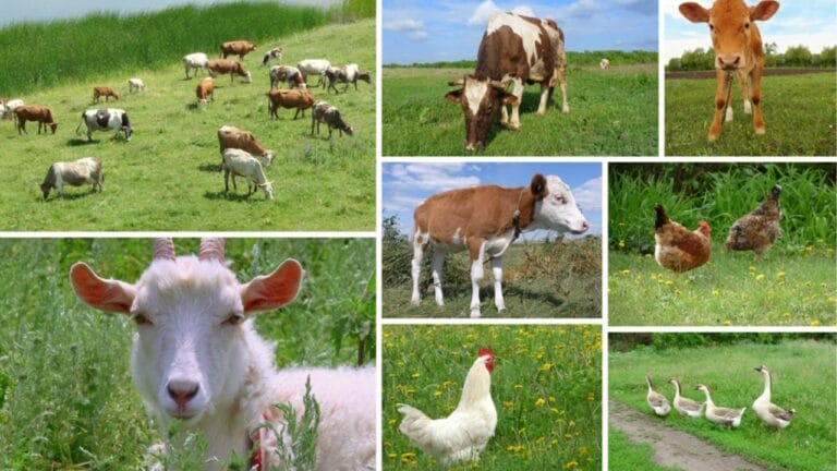 14 Ideal Animals for Maximizing a 1-Acre Homestead 8 14 Ideal Animals for Maximizing a 1-Acre Homestead - farm animals and birds 1 dp4725460