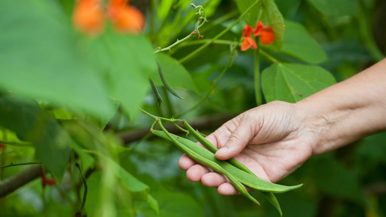 Frost-Defying Veggies: 25 Cold-Hardy Heroes for Your Winter Garden 24 Frost-Defying Veggies: 25 Cold-Hardy Heroes for Your Winter Garden - fava beans growing ss2424232291