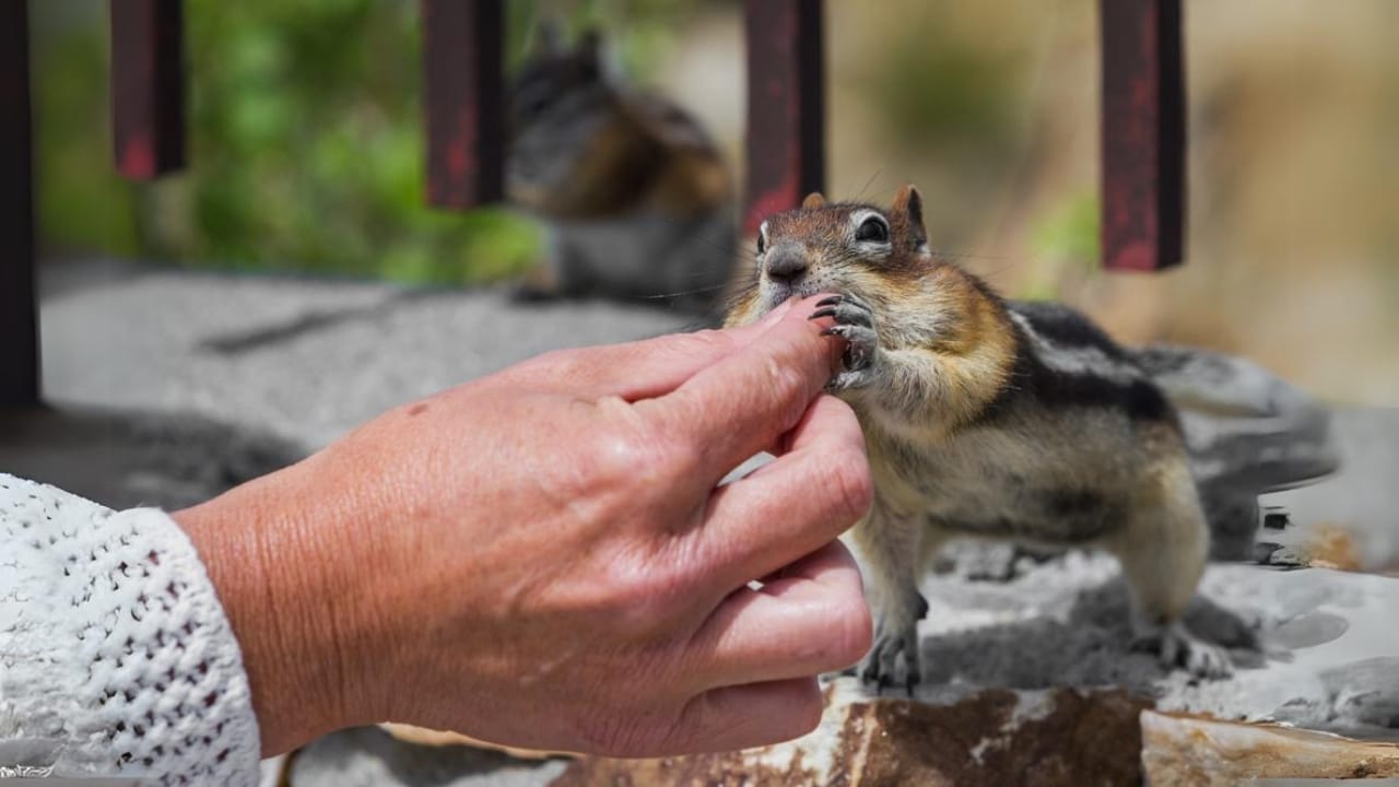 Saving Wildlife, Saving Lives: How Wildlife Conservation Can Help Mitigate Climate Change 5 Saving Wildlife, Saving Lives: How Wildlife Conservation Can Help Mitigate Climate Change - feeding squirrels dp53621267