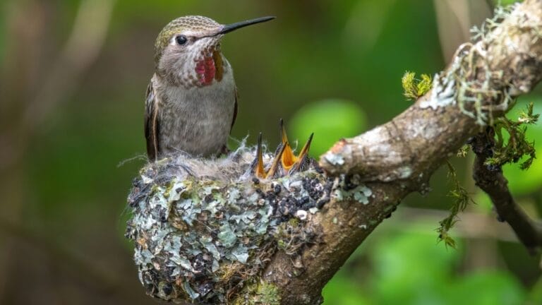 7 Tips to Make Your Yard a Prime Spot for Hummingbird Nesting 4 7 Tips to Make Your Yard a Prime Spot for Hummingbird Nesting - female hummingbird ss1707646936